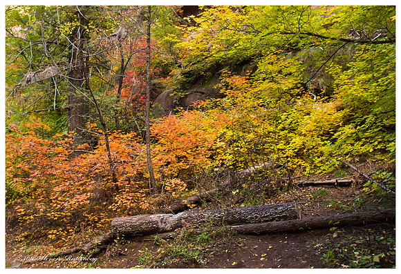 20121021_H1N3938_West_Fork_11-2