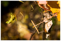 West Fork, AZ 20121025