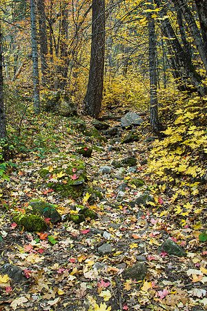 20121025_H1N4465_Westfork_Final_PS_18x12_300dpiM0_Chart 2063 Patches 2_Scan_Avg_Optimized_Canon_Photo_Paper_Pro_Glossy_20170706