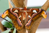 20150719_BD17149_Butterfly_Wonderland_Final_PS_12x18300dpi_M0_Chart 2063 Patches 2_Scan_Avg_Optimized_Canon_Photo_Paper_Pro_Glossy_20170706