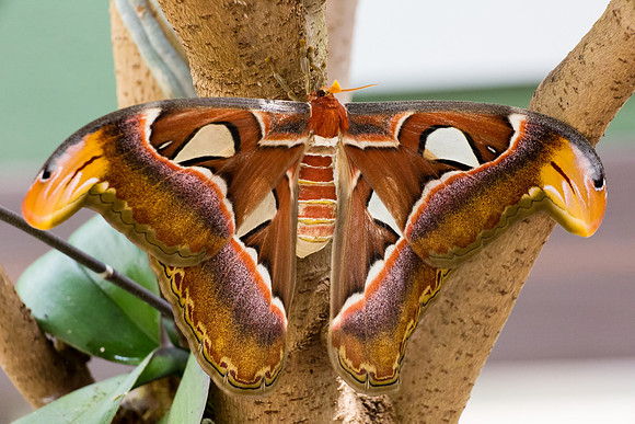 20150719_BD17149_Butterfly_Wonderland_Final_PS_12x18300dpi_M0_Chart 2063 Patches 2_Scan_Avg_Optimized_Canon_Photo_Paper_Pro_Glossy_20170706