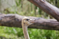 Houston Zoo 2015