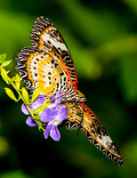 Butterfly Wonderland AZ 2014