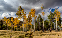 20141019_Lockett_Meadow_Hart_Prarie_Flagstaff_AZ