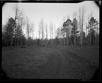 2017 Nov Flagstaff Trees